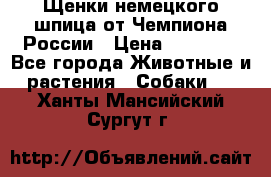 Щенки немецкого шпица от Чемпиона России › Цена ­ 50 000 - Все города Животные и растения » Собаки   . Ханты-Мансийский,Сургут г.